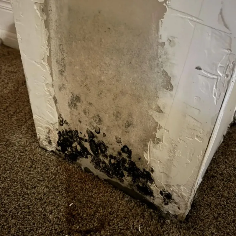 Professional Mold Removal in Temple City, CA